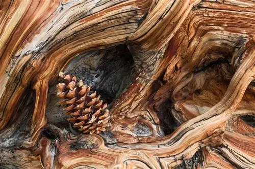 Сосна Лонгаева лес в Белых горах