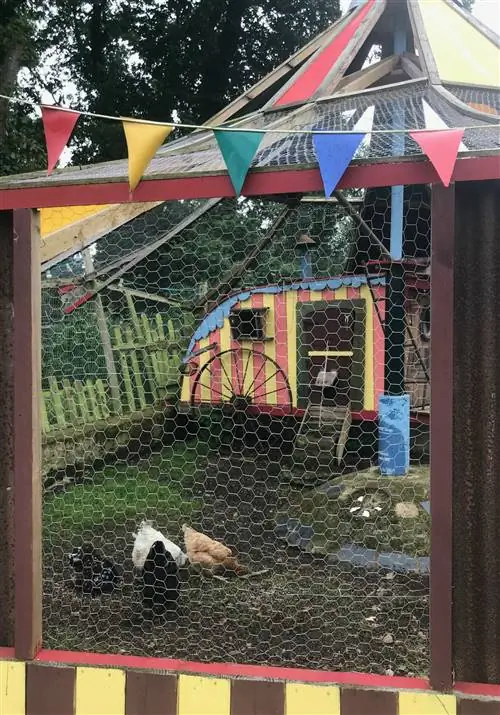 Это цирк или курятник