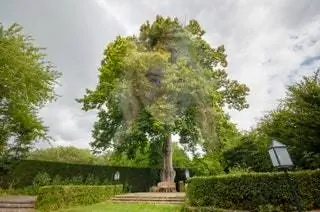 Одна из бабушек Гатаса