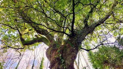 Кастицо Мадрид и футуристические бабушки: это «Гатас», комикс, действие которого происходит в 2614 году