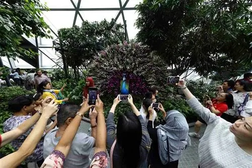 туристы фотографируют чанги