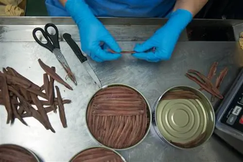 Процесс производства анчоусов в Сантонье-Кантабрии.