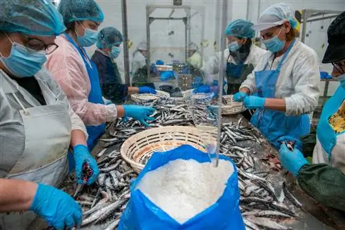 Анчоусный процесс Сантонья.