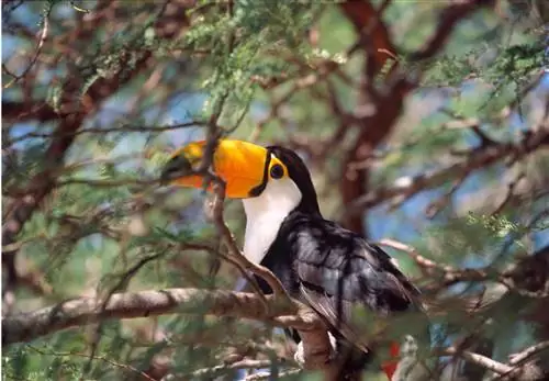 чако