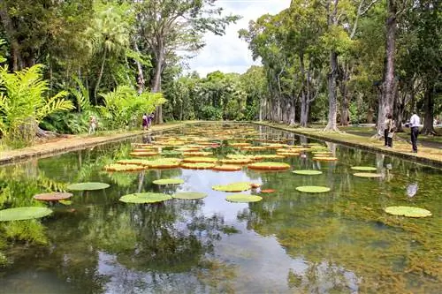Ботанический сад сэра Сивусагура Рамгулама