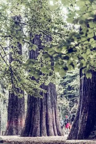 Деталь высоты секвой Монтсени.