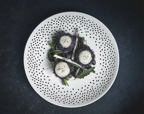 Морские ежи, приправленные перцем Эспелет и лимоном, в ресторане Falsled Kro Millinge, Дания.