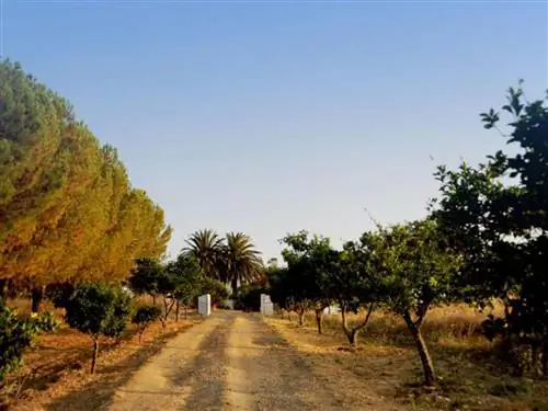 Хулио Льямазарес выздоравливает в «Весне Эстремадура». Нотки естественного' украденная весна