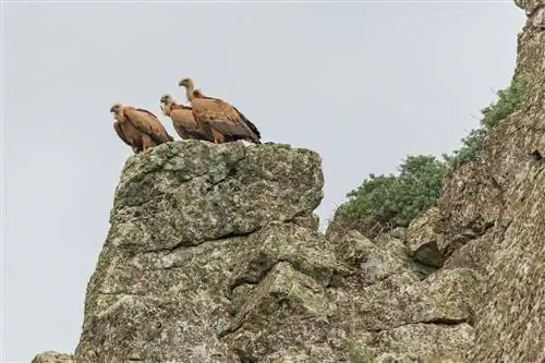 Монфрагуэ