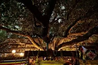 дерево бодхи индия