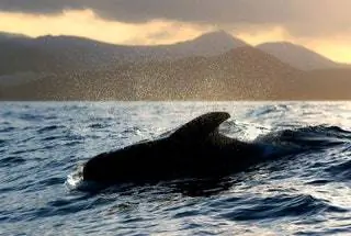 морская жизнь морская жизнь
