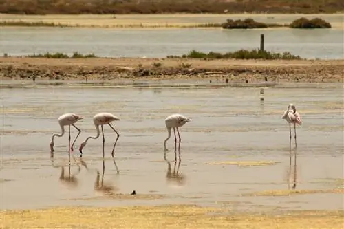 Дельта Фламинго