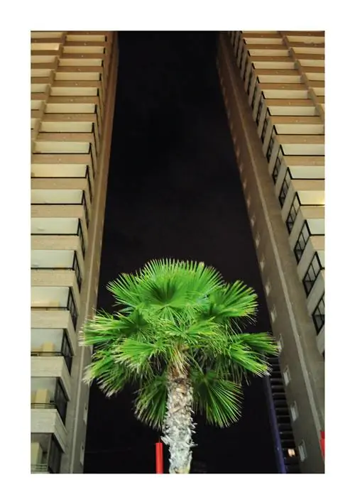 Тропическая деталь на проспекте Мадрида в Бенидорме