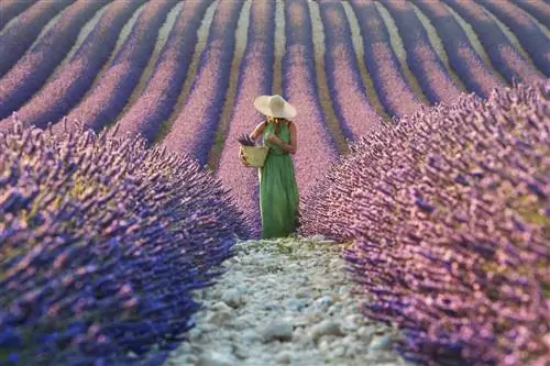 48 часов в Провансе.