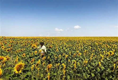 Поля подсолнухов в Захара-де-лос-Атунес