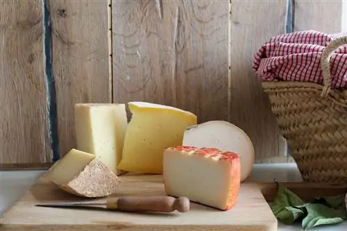 Кейшуш Амалия