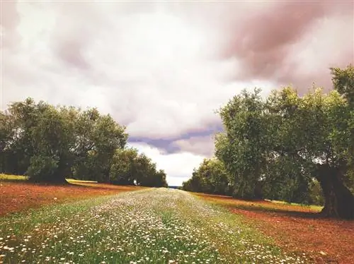 Давайте посмотрим, лучшее ли оливковое масло Cordobs