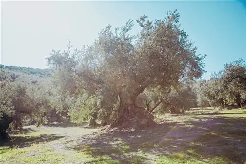 Одно из тысячелетних оливковых деревьев Суббетики.