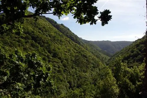 Течение реки Юме окружено густыми девственными лесами.