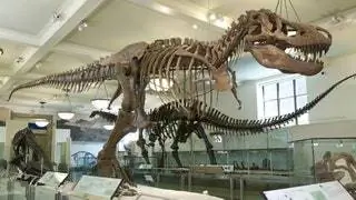 Нью-Йоркский музей естественной истории, здесь царит тираннозавр рекс