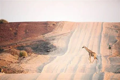 Жираф Намибия