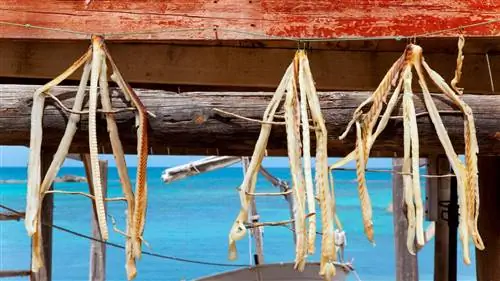 Сохранение моря (II): Средиземное море