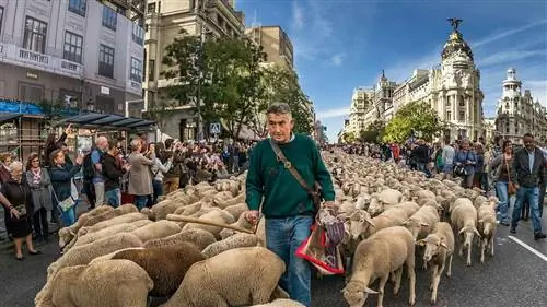 Забудьте об автомобилях! В это воскресенье овцы и пастухи заполонят улицы Мадрида