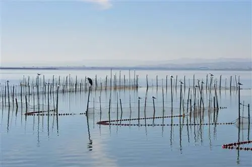 лагуна