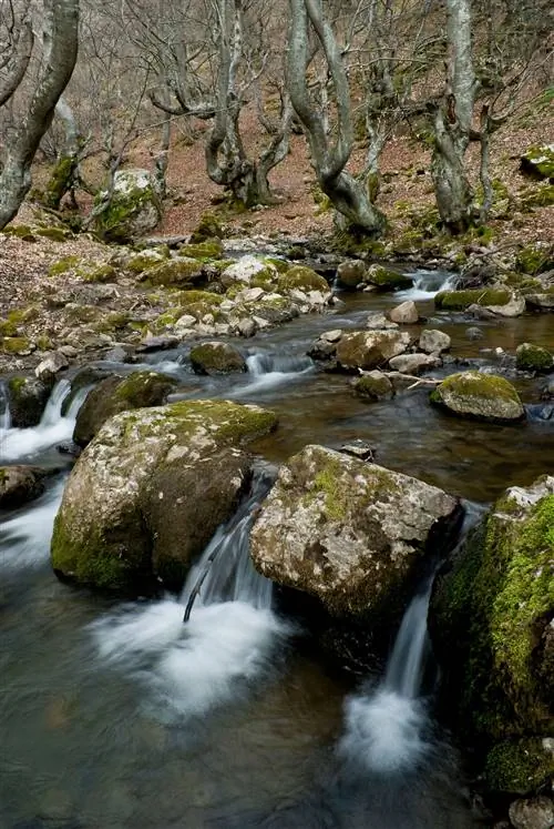 Фаэдо де Синьера Леон