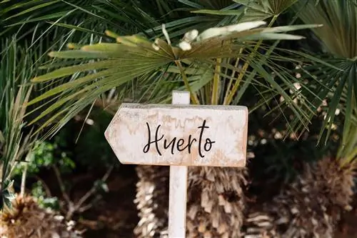 Петуния Ибица