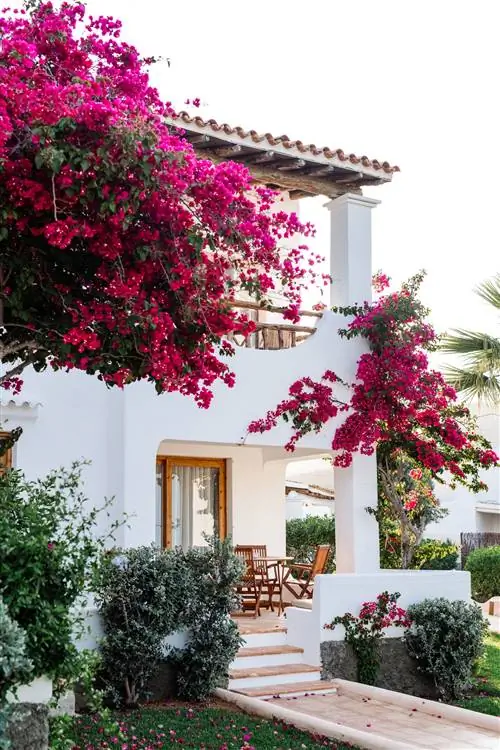 Петуния Ибица