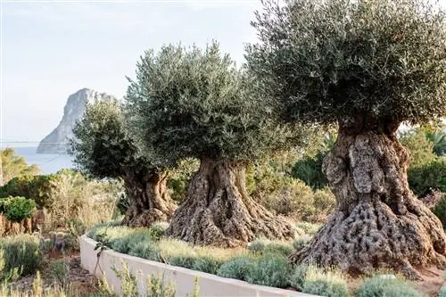 Петуния Ибица