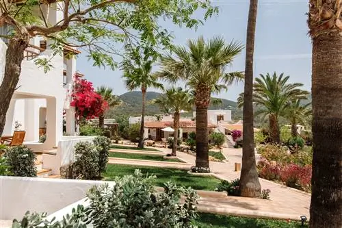 Петуния Ибица