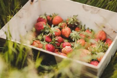 Фогар-ду-Сантисо