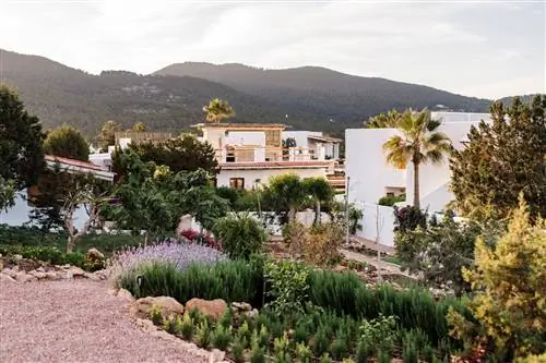 Петуния Ибица