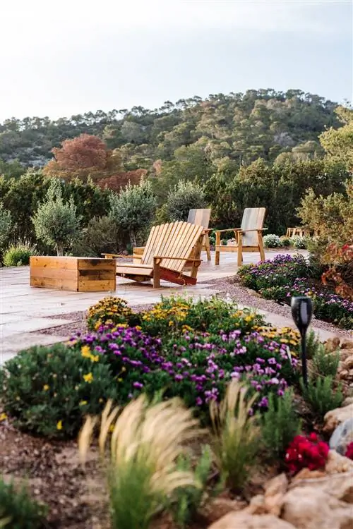 Петуния Ибица