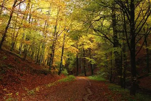 Столетние буковые леса в долине Эстерибар.