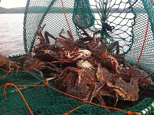 Баренцево сафари