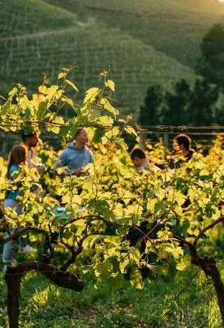 Виноградники в Гетарии Гипускоа.