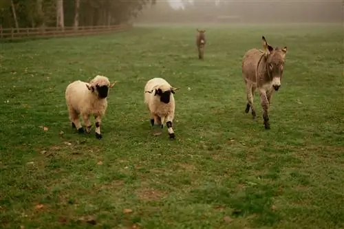 Chlo Parfums и Domaine de Primard