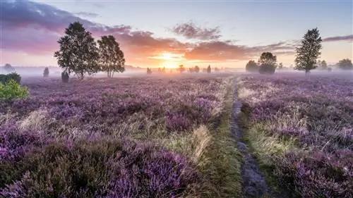 Вересковые поля в Люнебурге Нижняя Саксония Германия