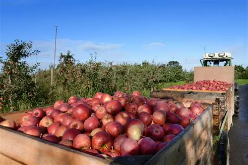 яблочный грузовик в Altes Land Германия