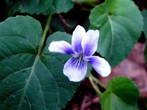 Фиолетовый из Анаги