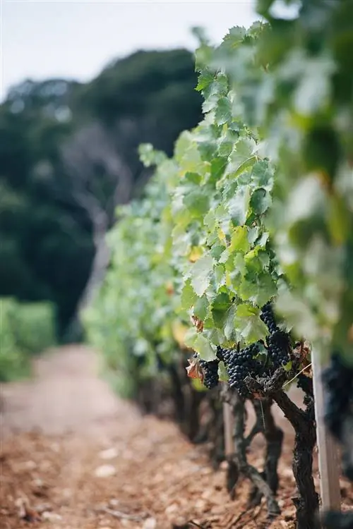 Domaine de Ille - новая винодельня Chanel в Поркероль.