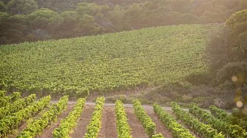 Domaine de I'lle: новый погреб Chanel в Porquerolles