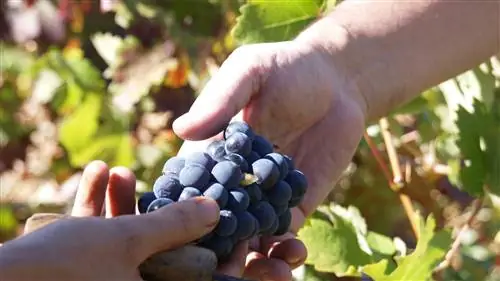 Виноград руфете.