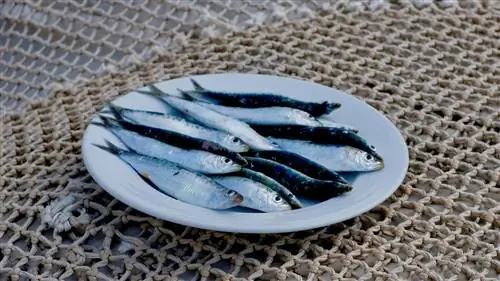 Cuina de territori: инициатива, которая ставит лицо производителям Марина Альта в Аликанте