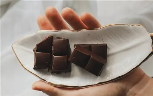 Диковинки со вкусом какао