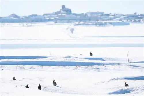 Кролики в заповеднике Лагуна-дель-Хито