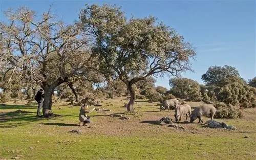 Луг Тамуджи